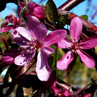 Hänge-Zier-Apfel 'Royal Beauty' (Malus x cult.)
