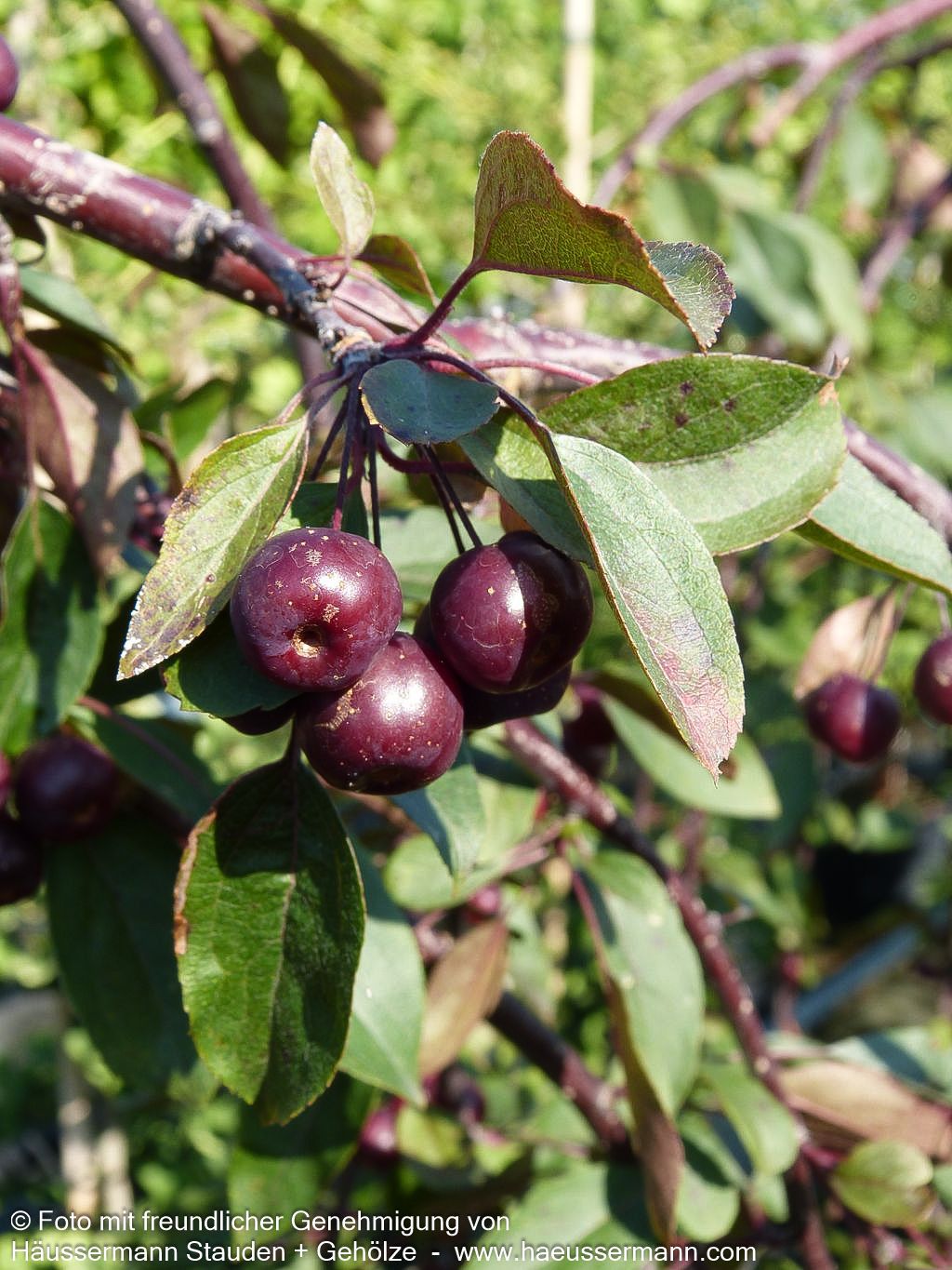 Hänge-Zier-Apfel 'Royal Beauty' (Malus x cult.)
