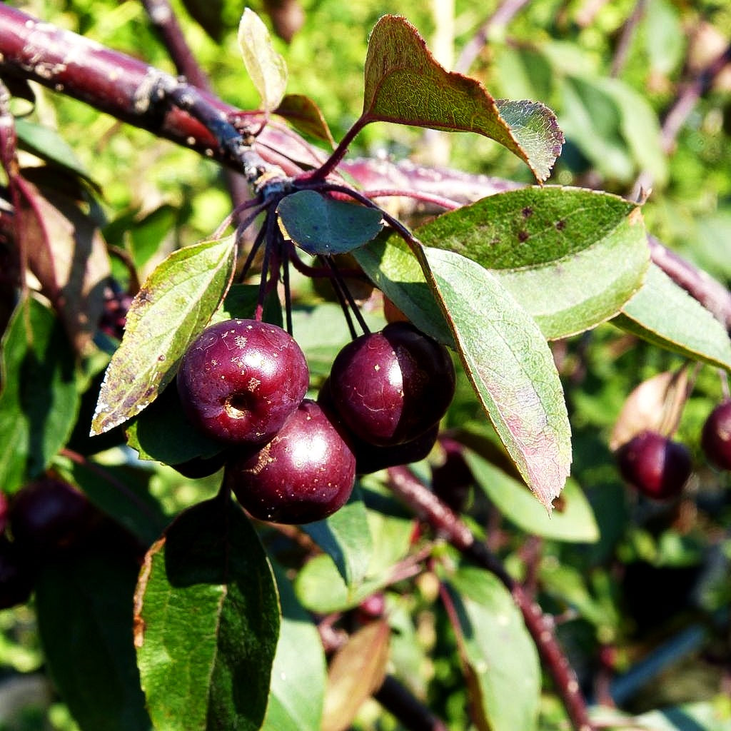 Hänge-Zier-Apfel 'Royal Beauty' (Malus x cult.)