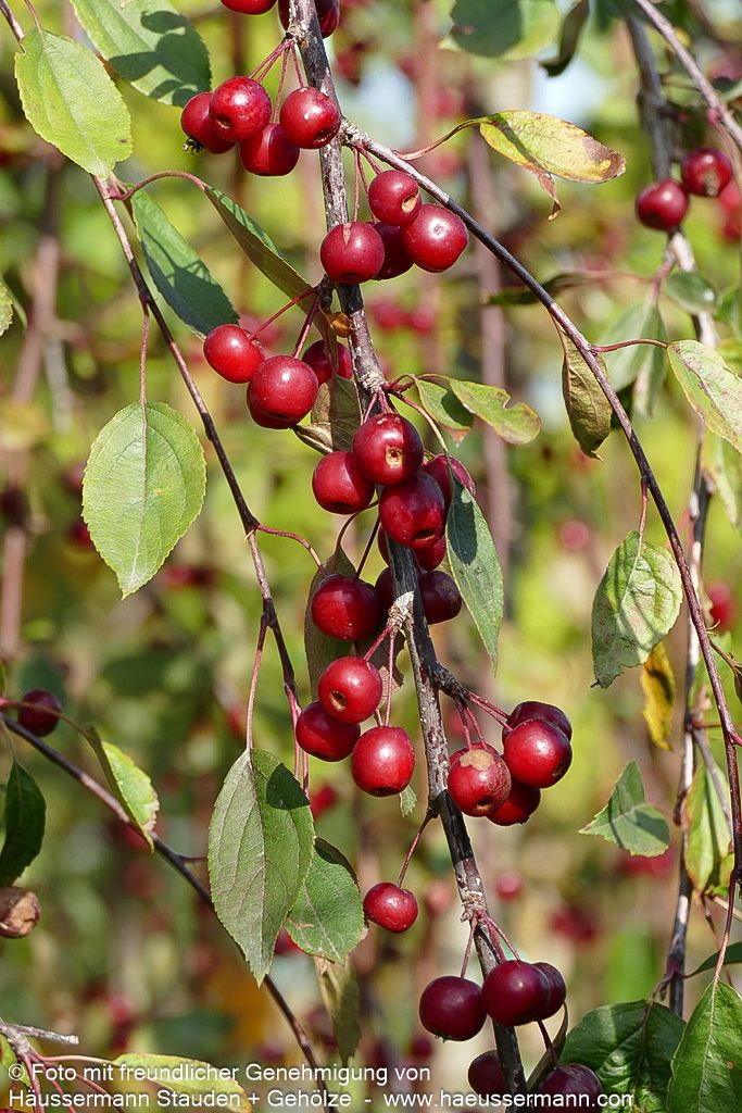 Hänge-Zier-Apfel 'Royal Beauty' (Malus x cult.)