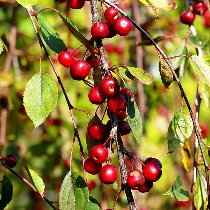 Hänge-Zier-Apfel 'Royal Beauty' (Malus x cult.)
