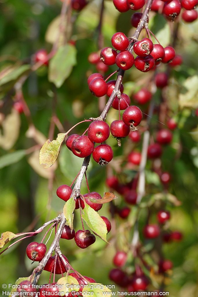 Hänge-Zier-Apfel 'Royal Beauty' (Malus x cult.)