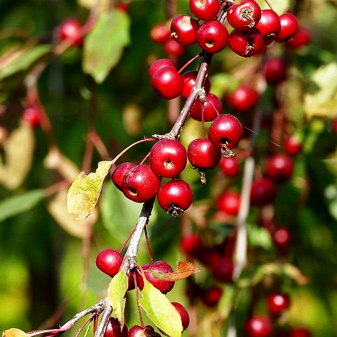 Hänge-Zier-Apfel 'Royal Beauty' (Malus x cult.)