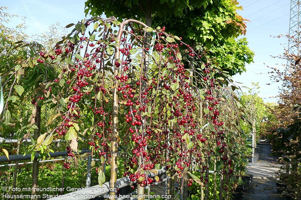 Hänge-Zier-Apfel 'Royal Beauty' (Malus x cult.)