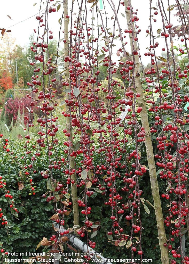 Hänge-Zier-Apfel 'Royal Beauty' (Malus x cult.)