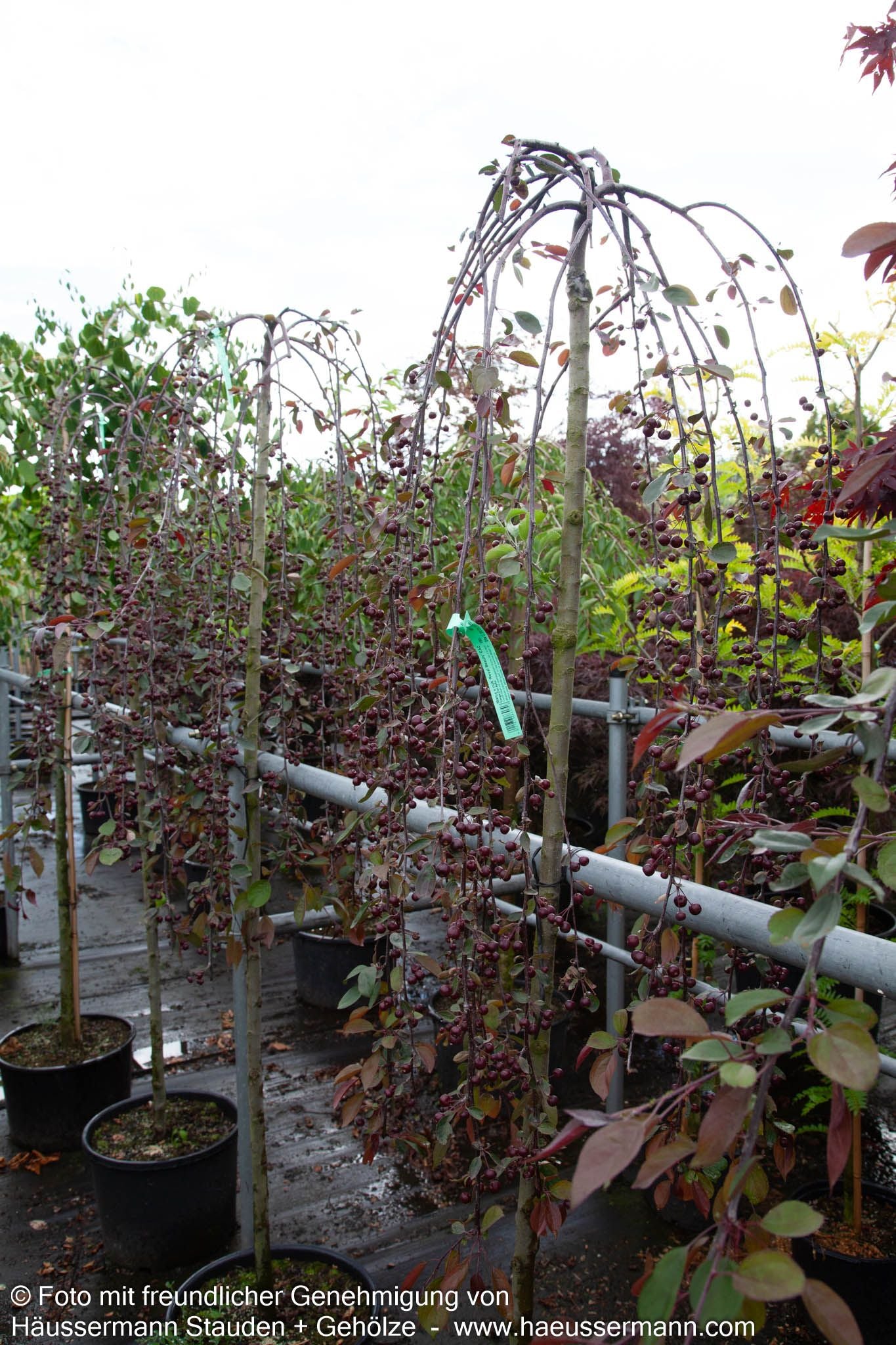 Hänge-Zier-Apfel 'Royal Beauty' (Malus x cult.)