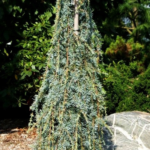 Hängende Atlas-Zeder 'Blue Fountain' (Cedrus atlantica)