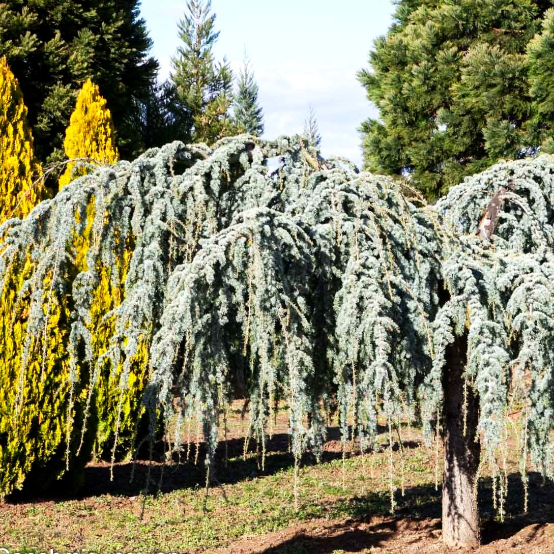 Hängende Atlas-Zeder 'Glauca Pendula' (Cedrus atlantica)
