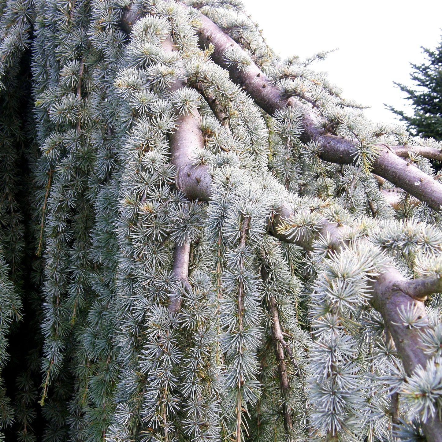 Hängende Atlas-Zeder 'Glauca Pendula' (Cedrus atlantica)