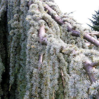 Hängende Atlas-Zeder 'Glauca Pendula' (Cedrus atlantica)