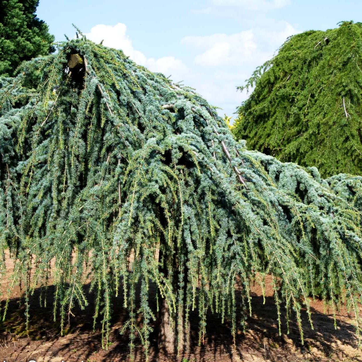 Hängende Atlas-Zeder 'Glauca Pendula' (Cedrus atlantica)