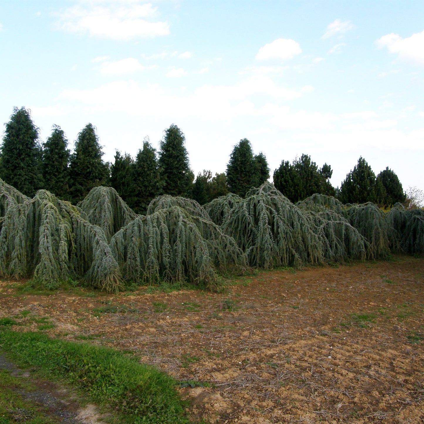 Hängende Atlas-Zeder 'Glauca Pendula' (Cedrus atlantica)