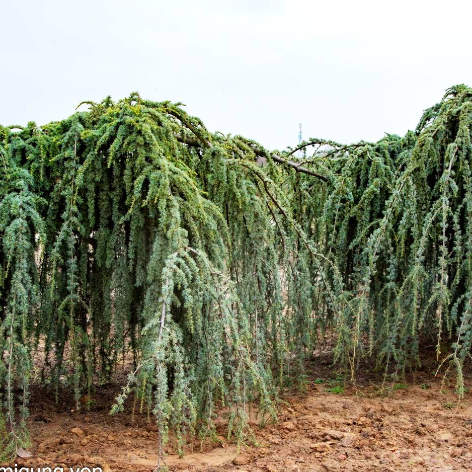 Hängende Atlas-Zeder 'Glauca Pendula' (Cedrus atlantica)