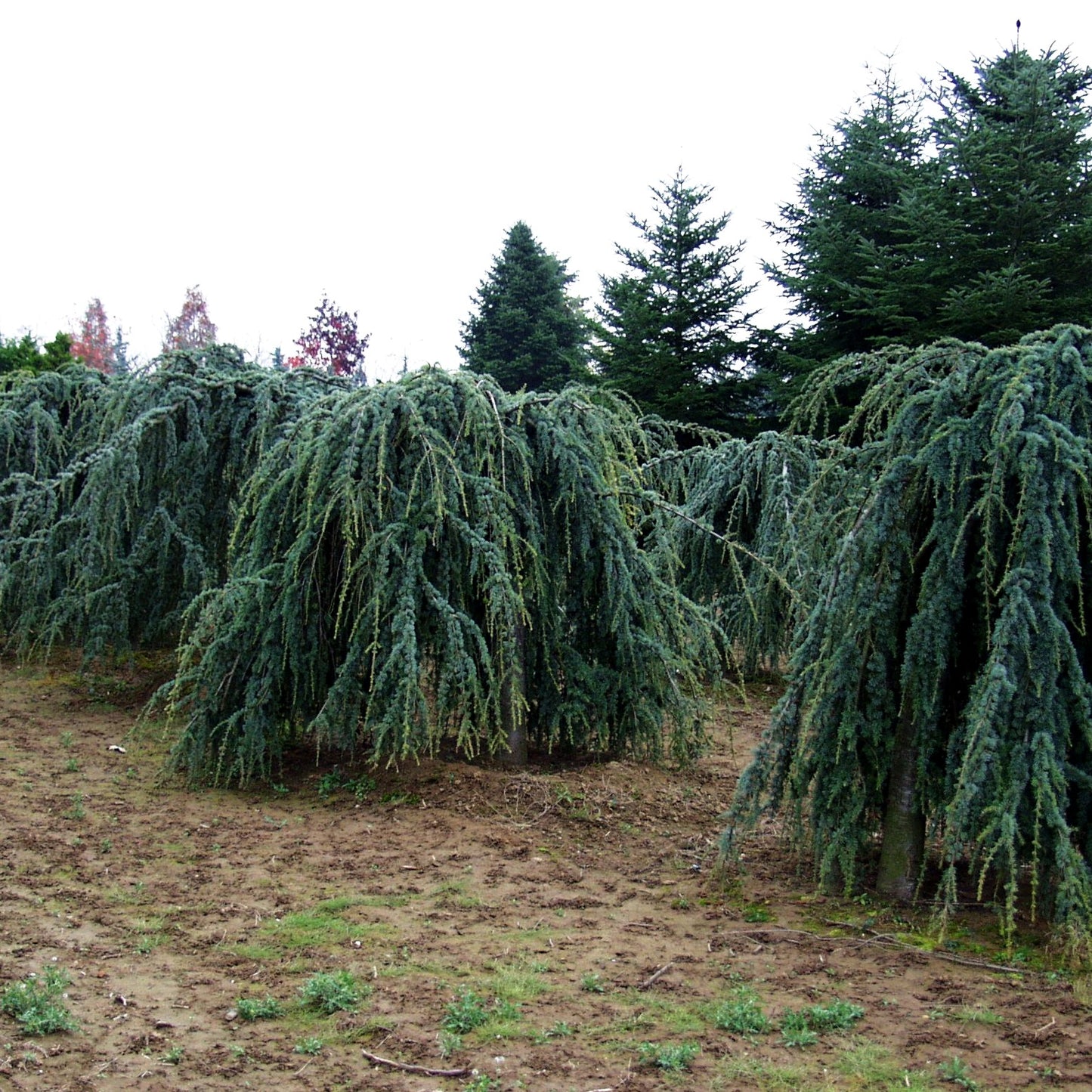 Hängende Atlas-Zeder 'Glauca Pendula' (Cedrus atlantica)