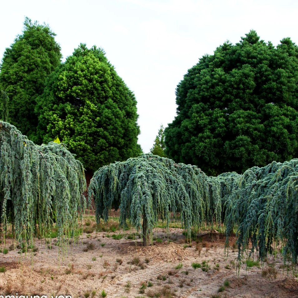 Hängende Atlas-Zeder 'Glauca Pendula' (Cedrus atlantica)