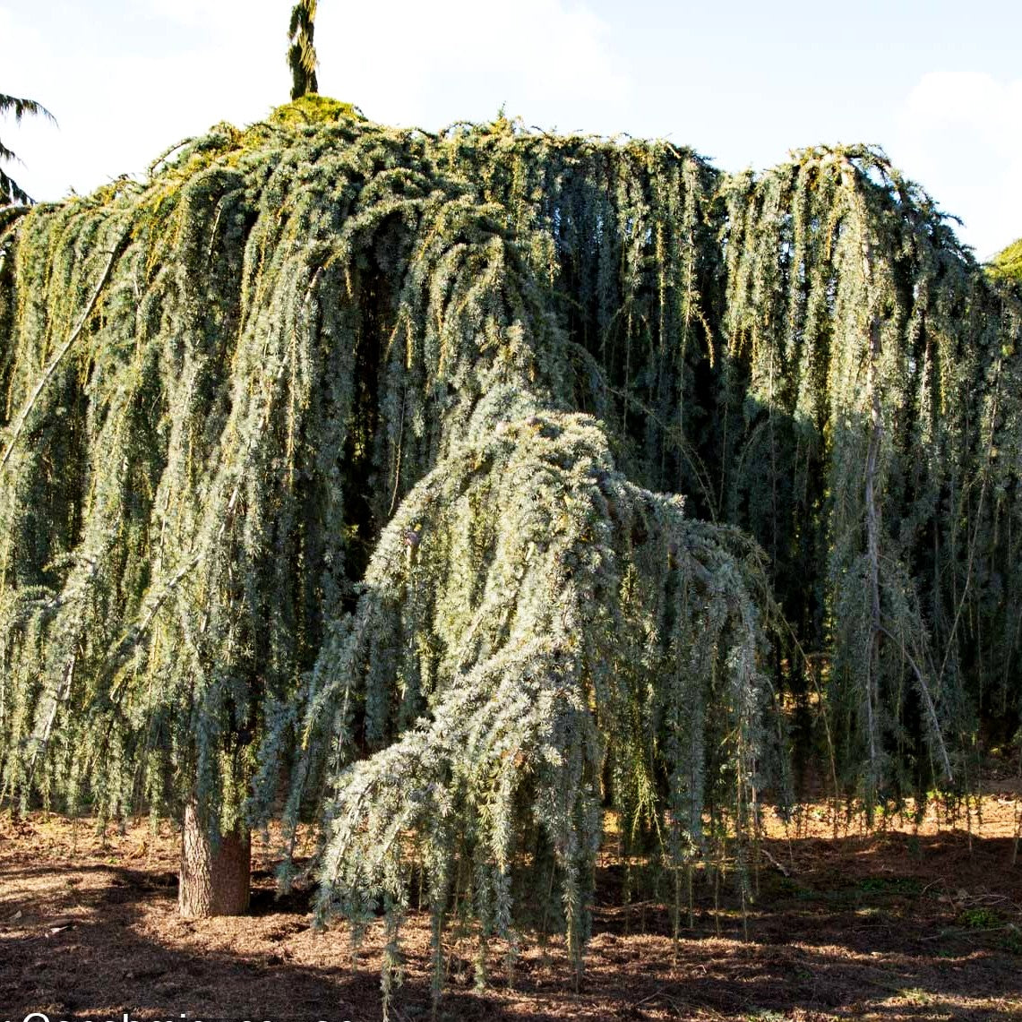 Hängende Atlas-Zeder 'Glauca Pendula' (Cedrus atlantica)