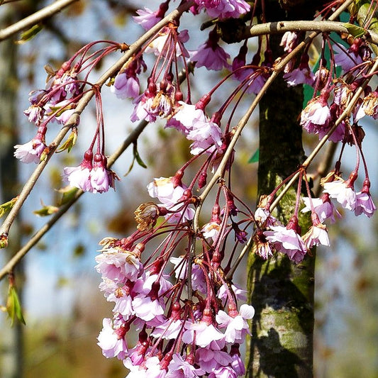 Hängende Frühlings-Kirsche 'Pendula Rubra' (Prunus subhirtella)