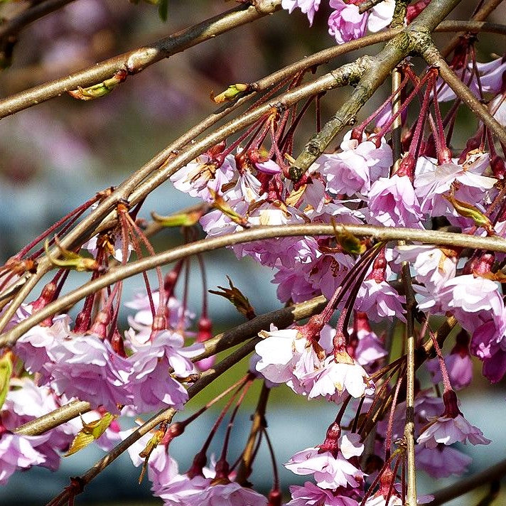 Hängende Frühlings-Kirsche 'Pendula Rubra' (Prunus subhirtella)