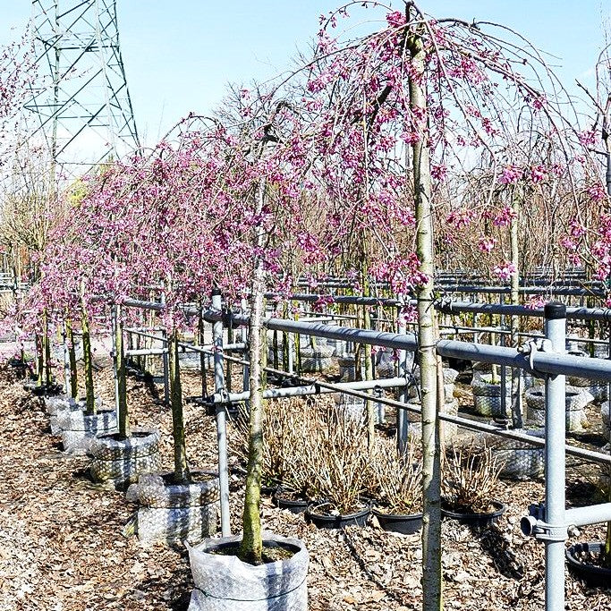 Hängende Frühlings-Kirsche 'Pendula Rubra' (Prunus subhirtella)
