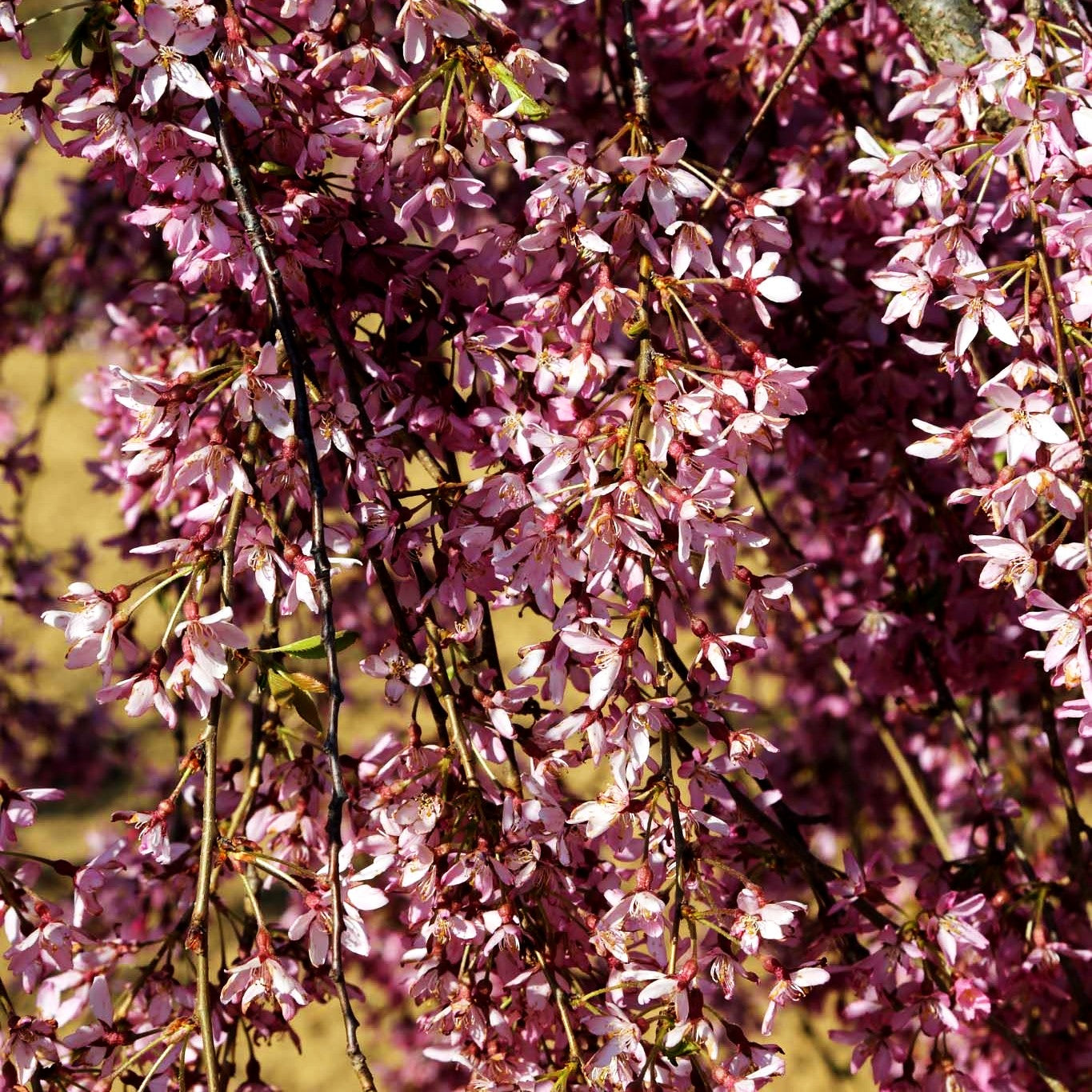 Hängende Frühlings-Kirsche 'Pendula Rubra' (Prunus subhirtella)