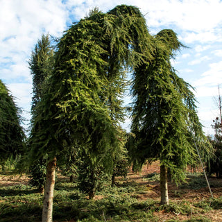 Hängende Himalaya-Zeder 'Pendula' (Cedrus deodara)