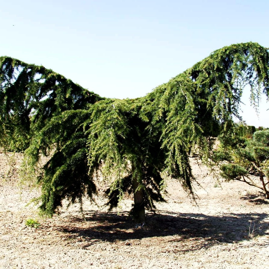 Hängende Himalaya-Zeder 'Pendula' (Cedrus deodara)