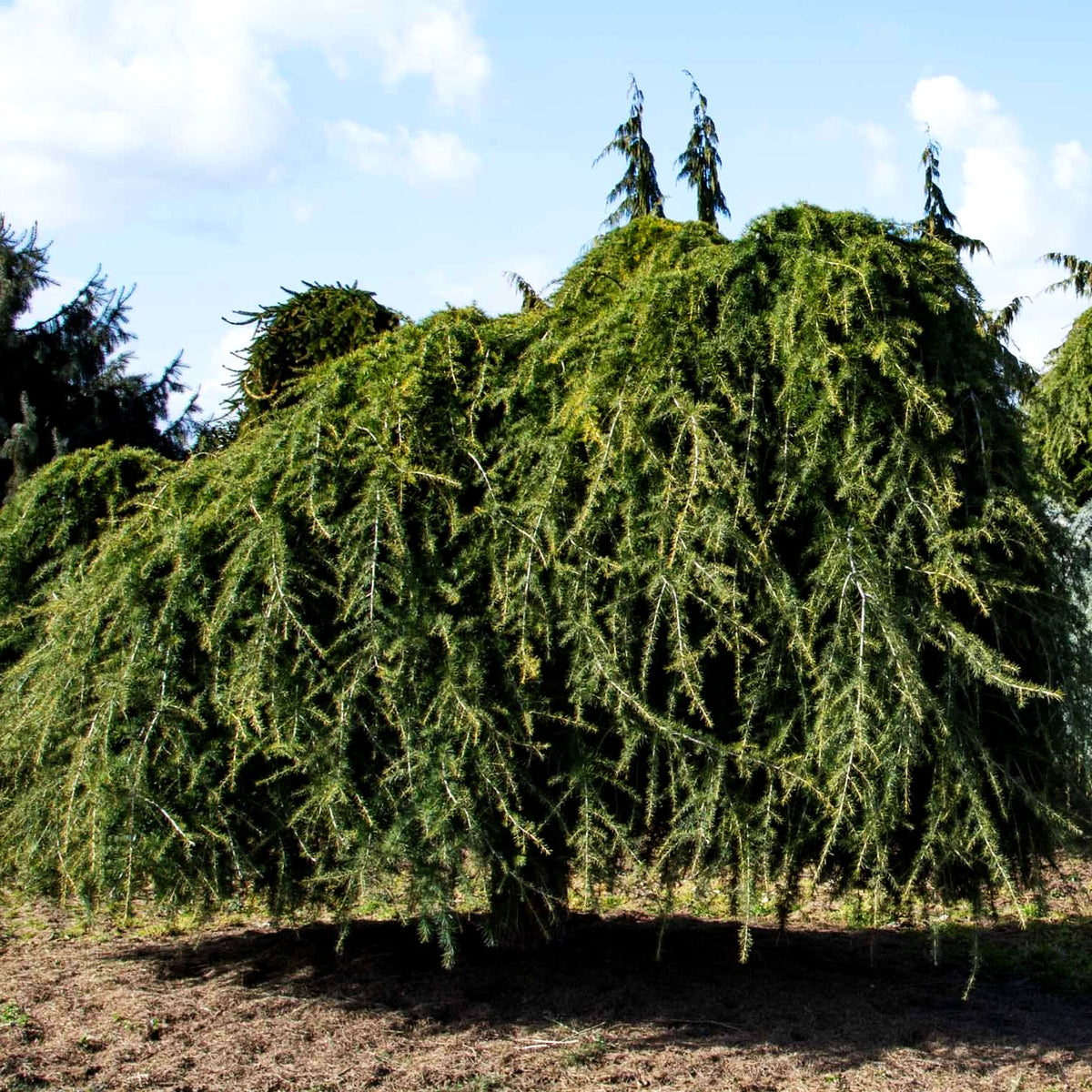 Hängende Himalaya-Zeder 'Pendula' (Cedrus deodara)