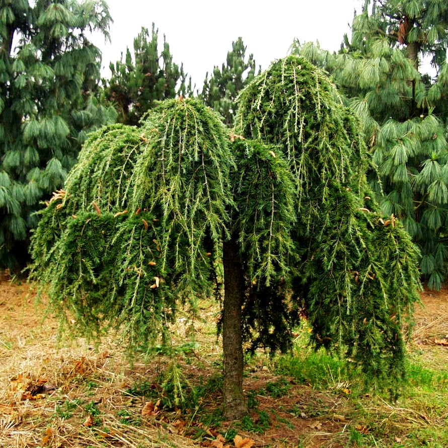 Hängende Himalaya-Zeder 'Pendula' (Cedrus deodara)