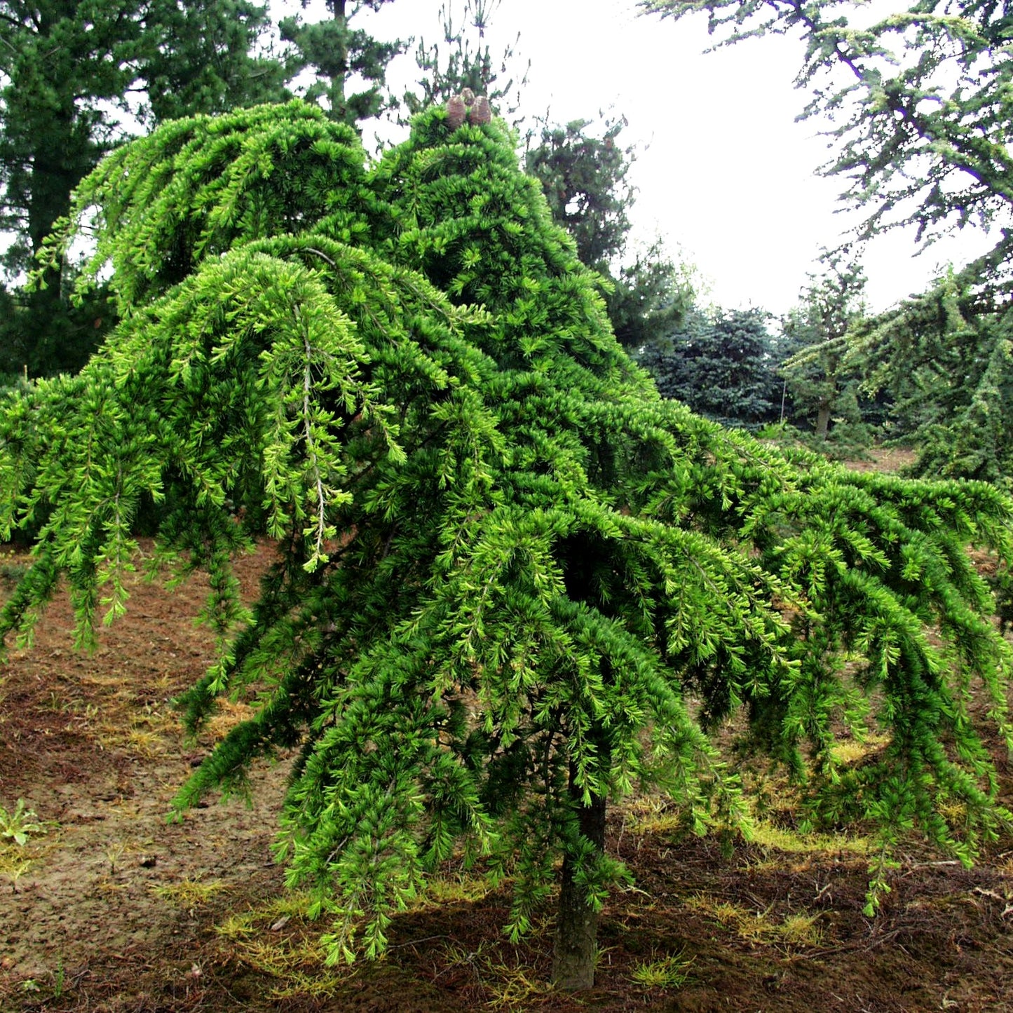 Hängende Himalaya-Zeder 'Pendula' (Cedrus deodara)
