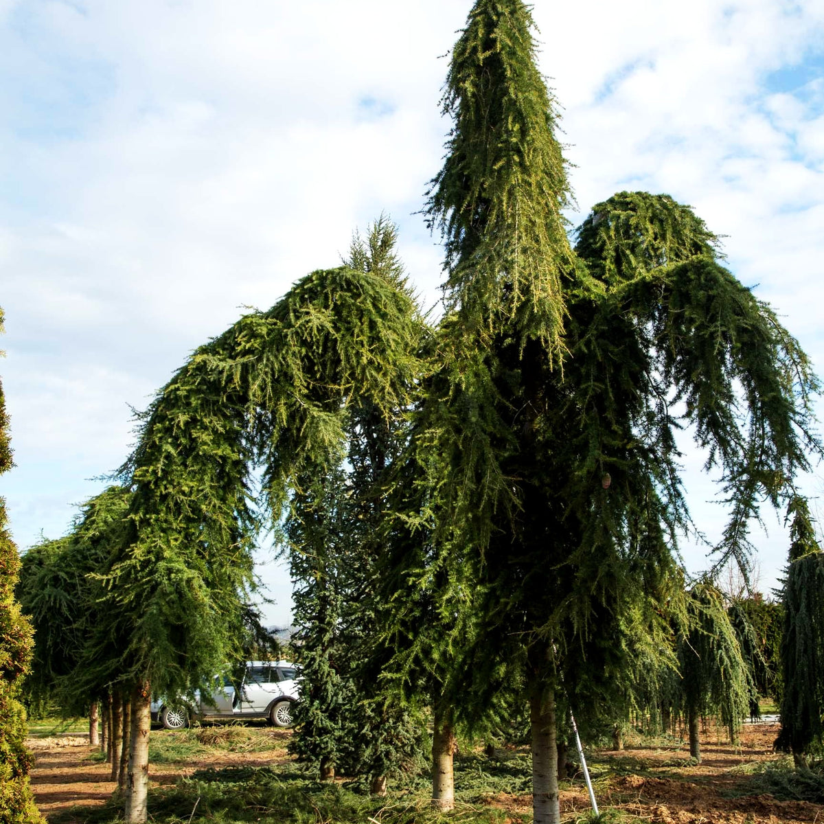 Hängende Himalaya-Zeder 'Pendula' (Cedrus deodara)