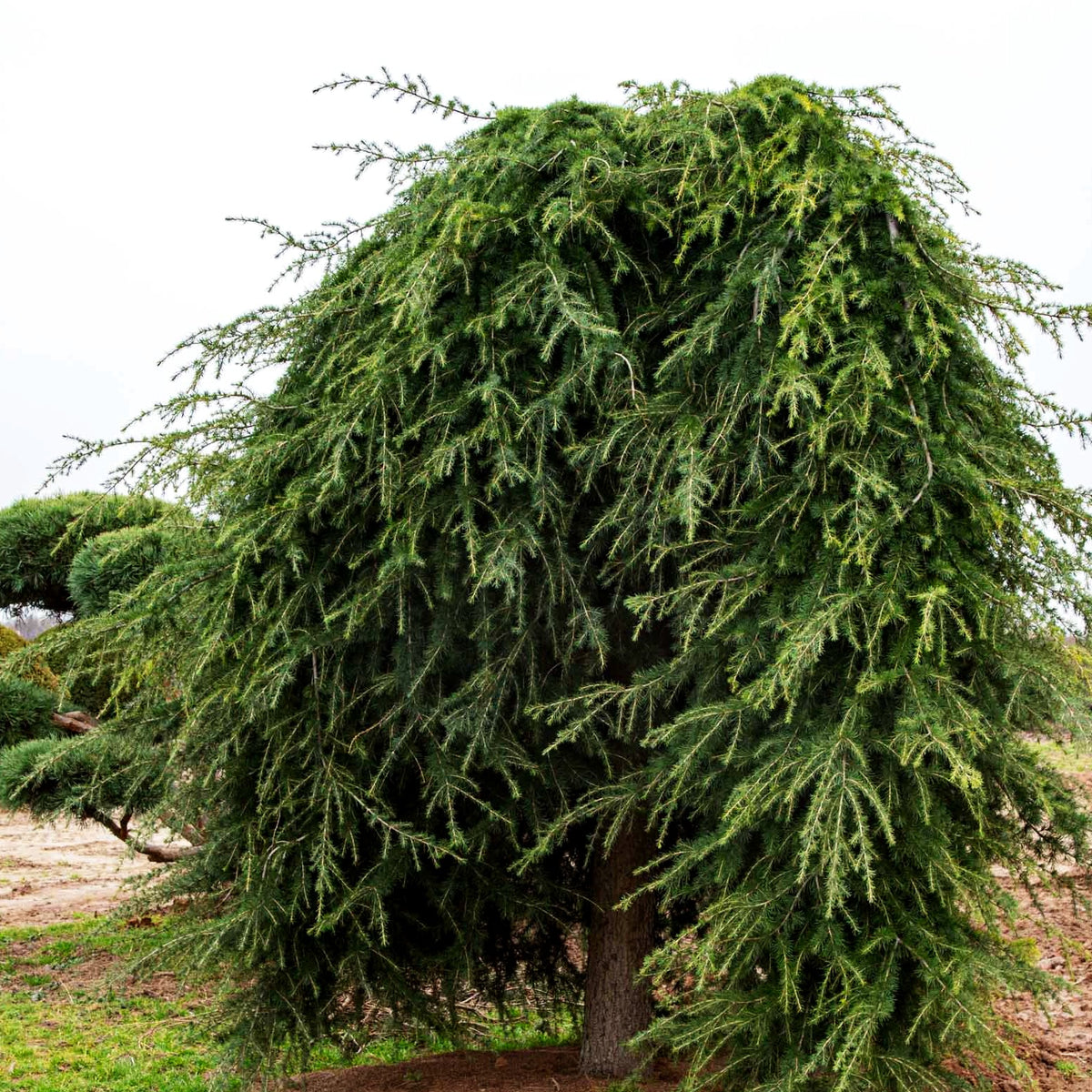Hängende Himalaya-Zeder 'Pendula' (Cedrus deodara)