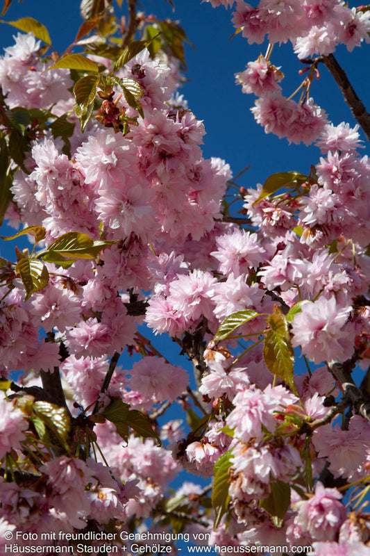 Hängende Nelken-Kirsche 'Kiku-shidare-zakura' (Prunus serrulata)