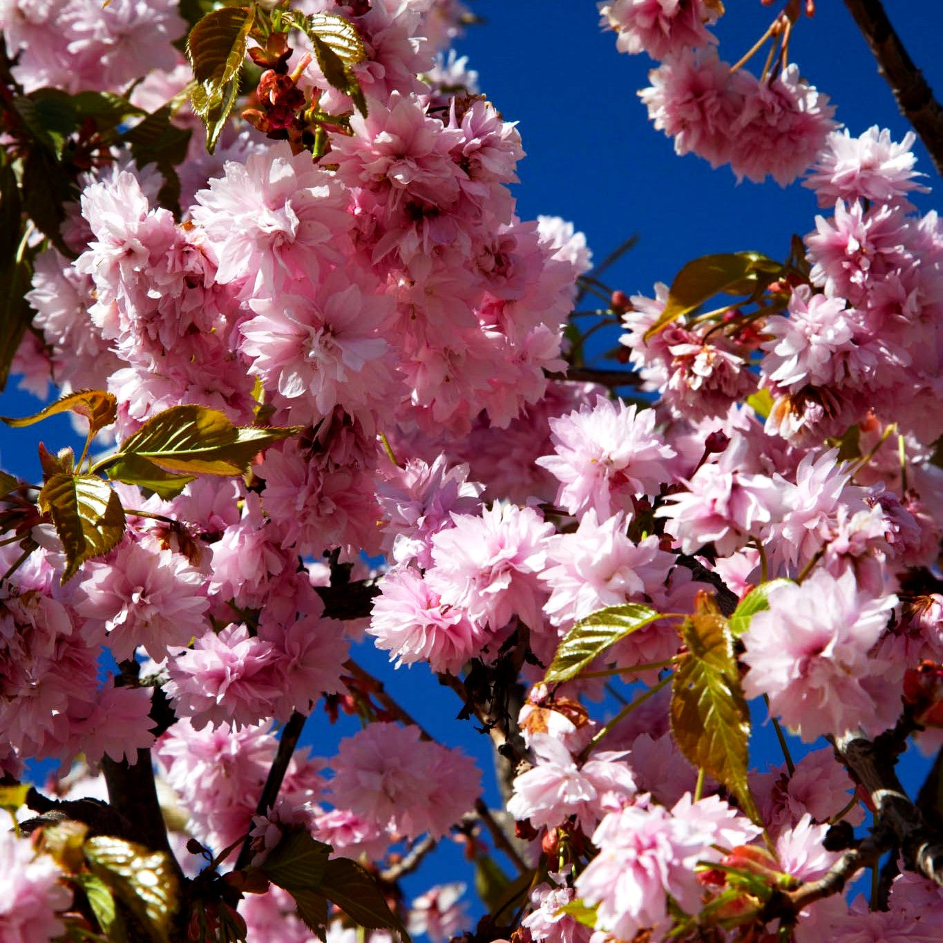 Hängende Nelken-Kirsche 'Kiku-shidare-zakura' (Prunus serrulata)