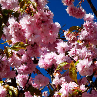 Hängende Nelken-Kirsche 'Kiku-shidare-zakura' (Prunus serrulata)