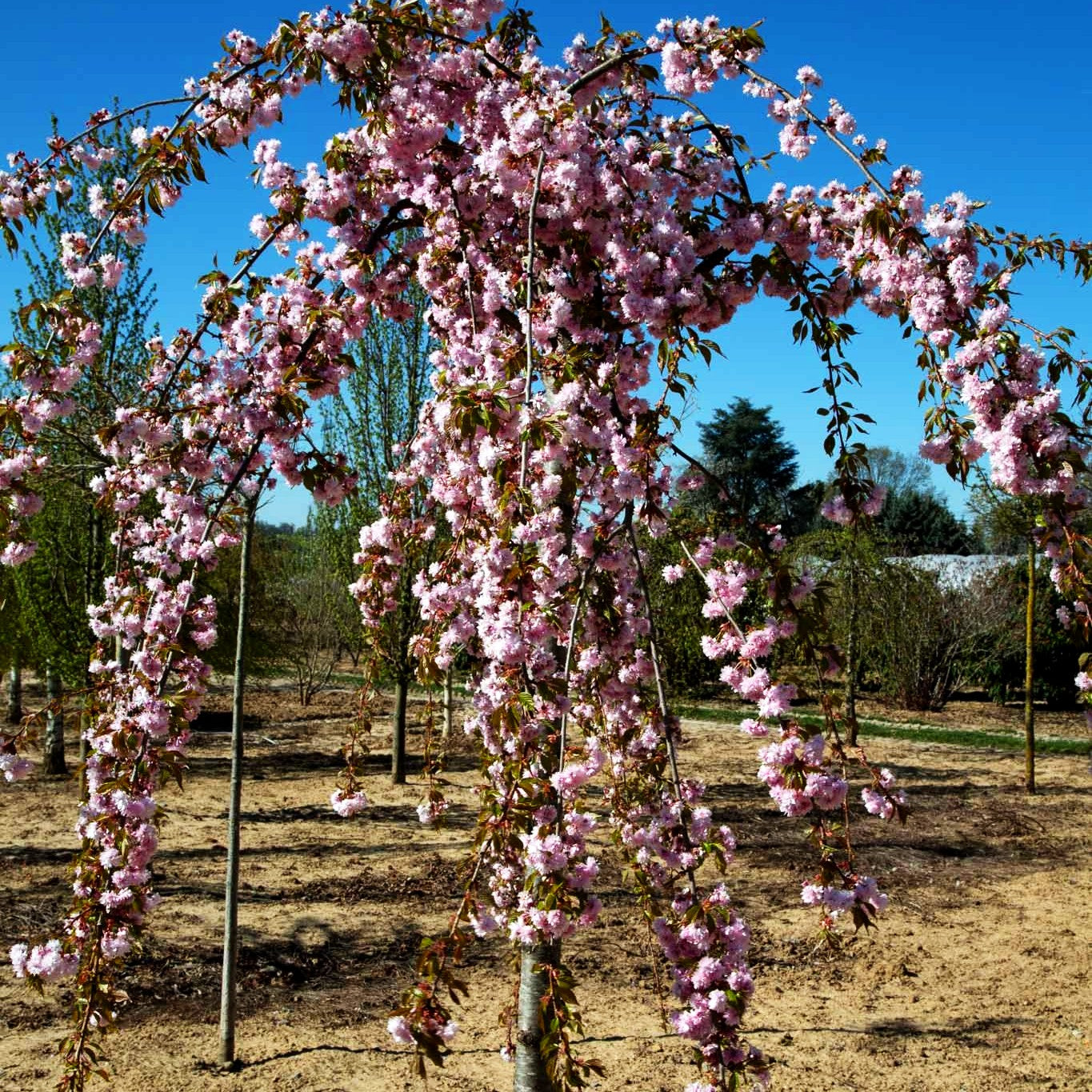 Hängende Nelken-Kirsche 'Kiku-shidare-zakura' (Prunus serrulata)