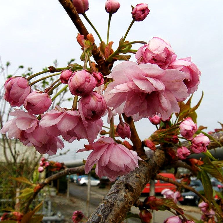 Hängende Nelken-Kirsche 'Kiku-shidare-zakura' (Prunus serrulata)