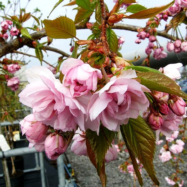 Hängende Nelken-Kirsche 'Kiku-shidare-zakura' (Prunus serrulata)