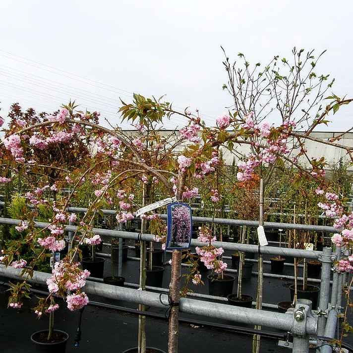 Hängende Nelken-Kirsche 'Kiku-shidare-zakura' (Prunus serrulata)