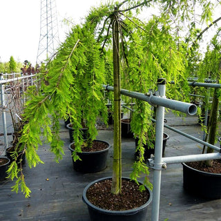 Hängende Sumpfzypresse 'Cascade Falls' (Taxodium distichum)