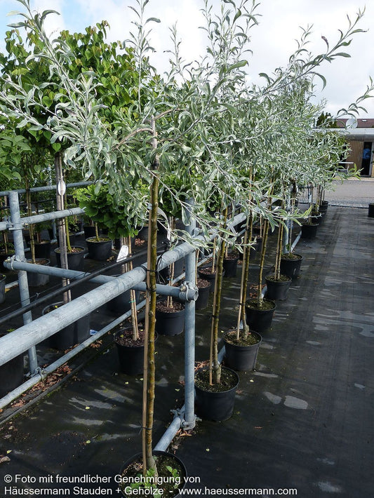 Hängende Weidenblatt-Birne 'Pendula' (Pyrus salicifolia)