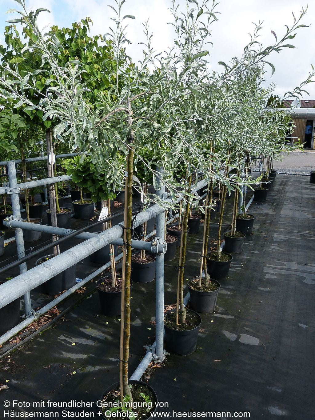 Hängende Weidenblatt-Birne 'Pendula' (Pyrus salicifolia)