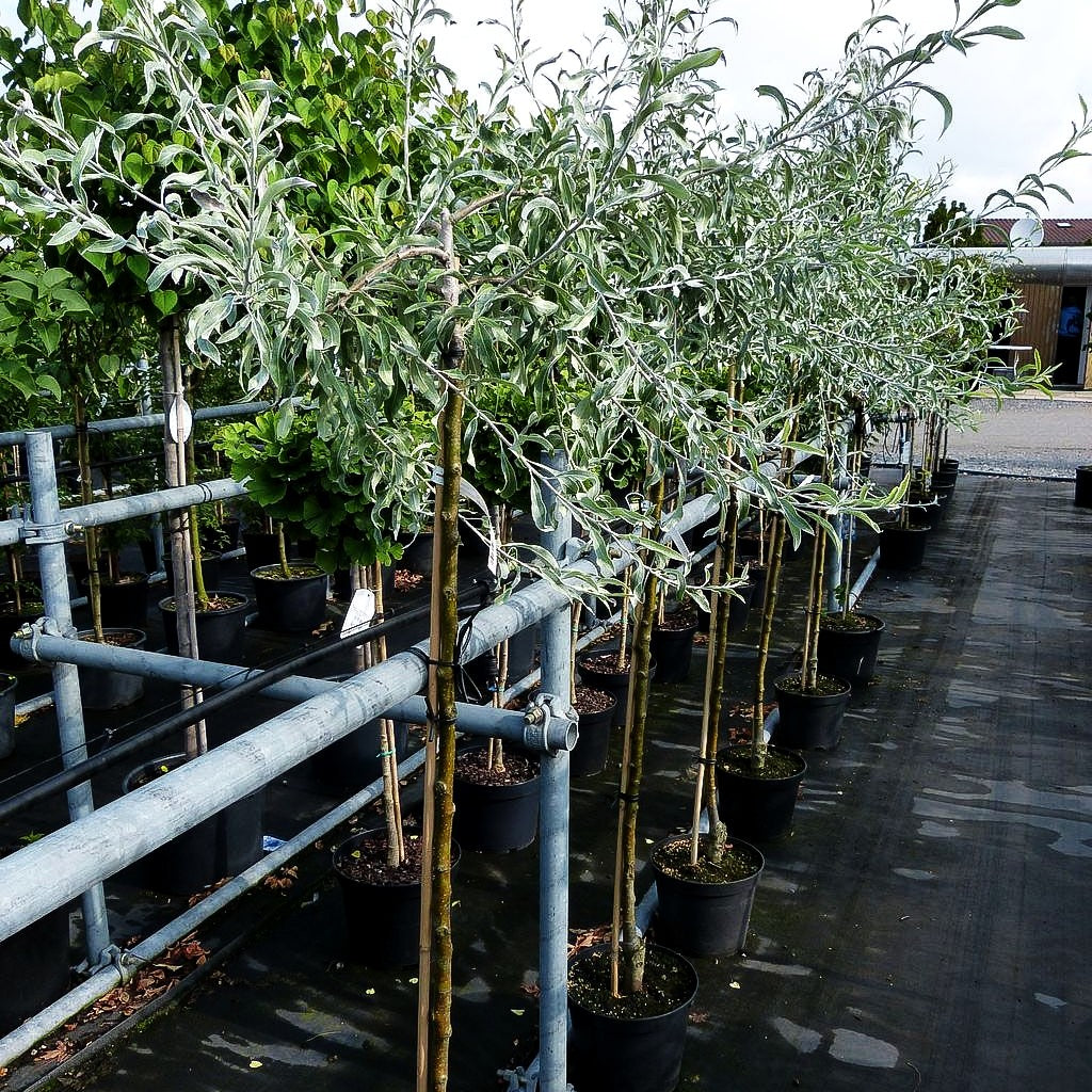 Hängende Weidenblatt-Birne 'Pendula' (Pyrus salicifolia)