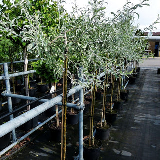 Hängende Weidenblatt-Birne 'Pendula' (Pyrus salicifolia)