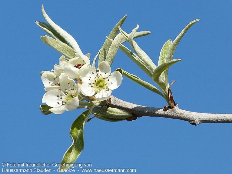 Hängende Weidenblatt-Birne 'Pendula' (Pyrus salicifolia)