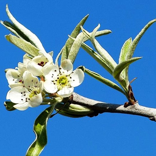 Hängende Weidenblatt-Birne 'Pendula' (Pyrus salicifolia)