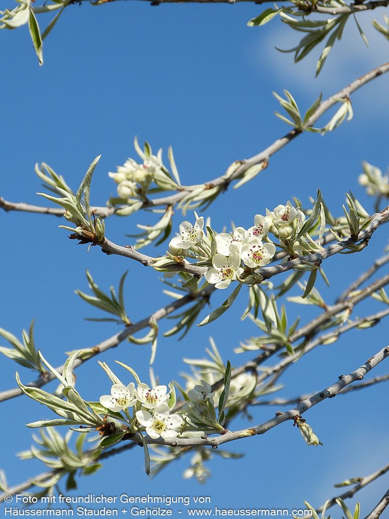 Hängende Weidenblatt-Birne 'Pendula' (Pyrus salicifolia)