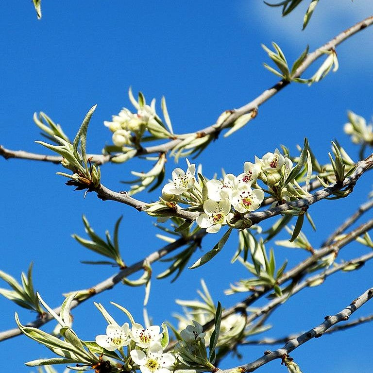 Hängende Weidenblatt-Birne 'Pendula' (Pyrus salicifolia)