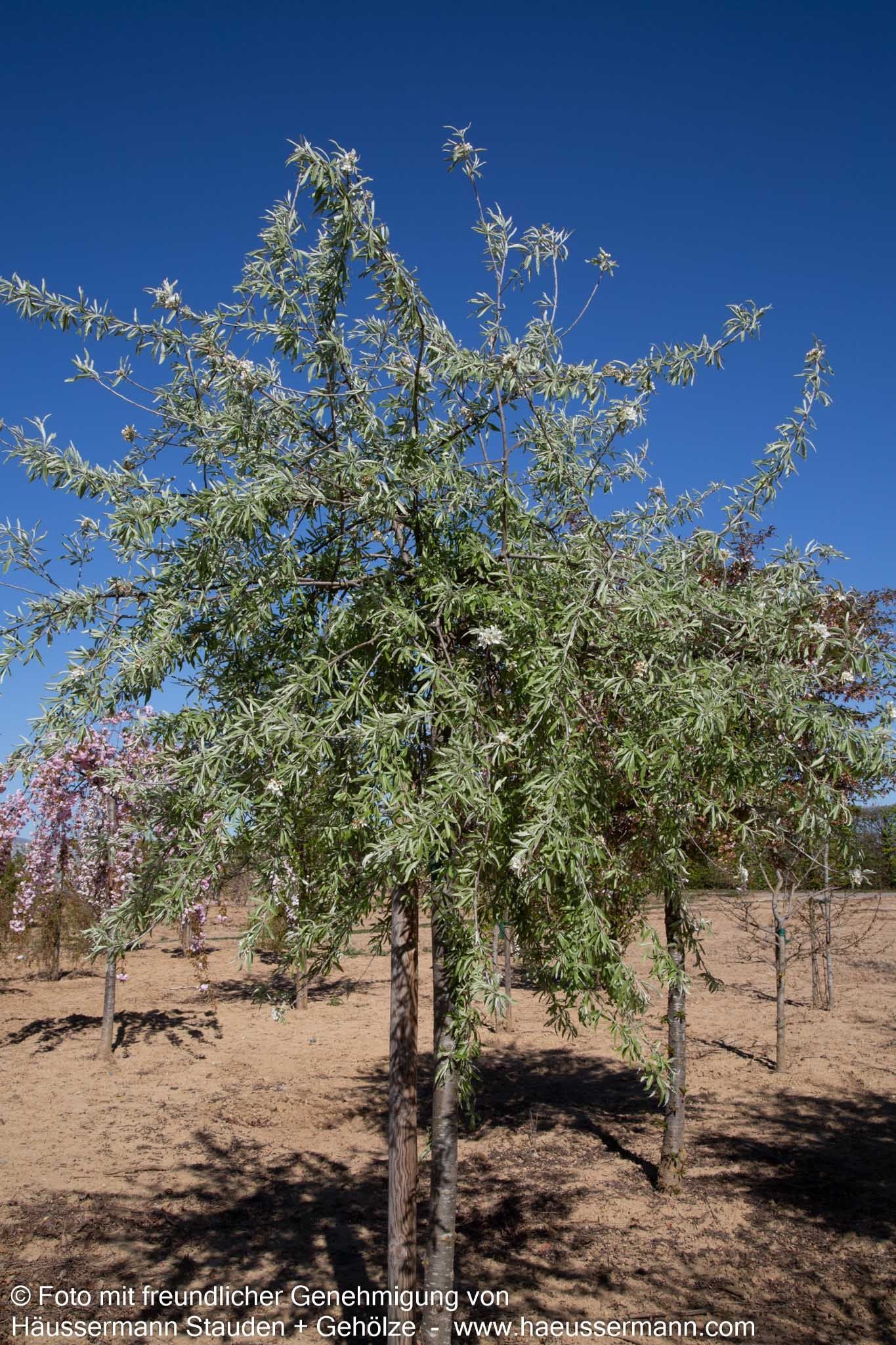 Hängende Weidenblatt-Birne 'Pendula' (Pyrus salicifolia)