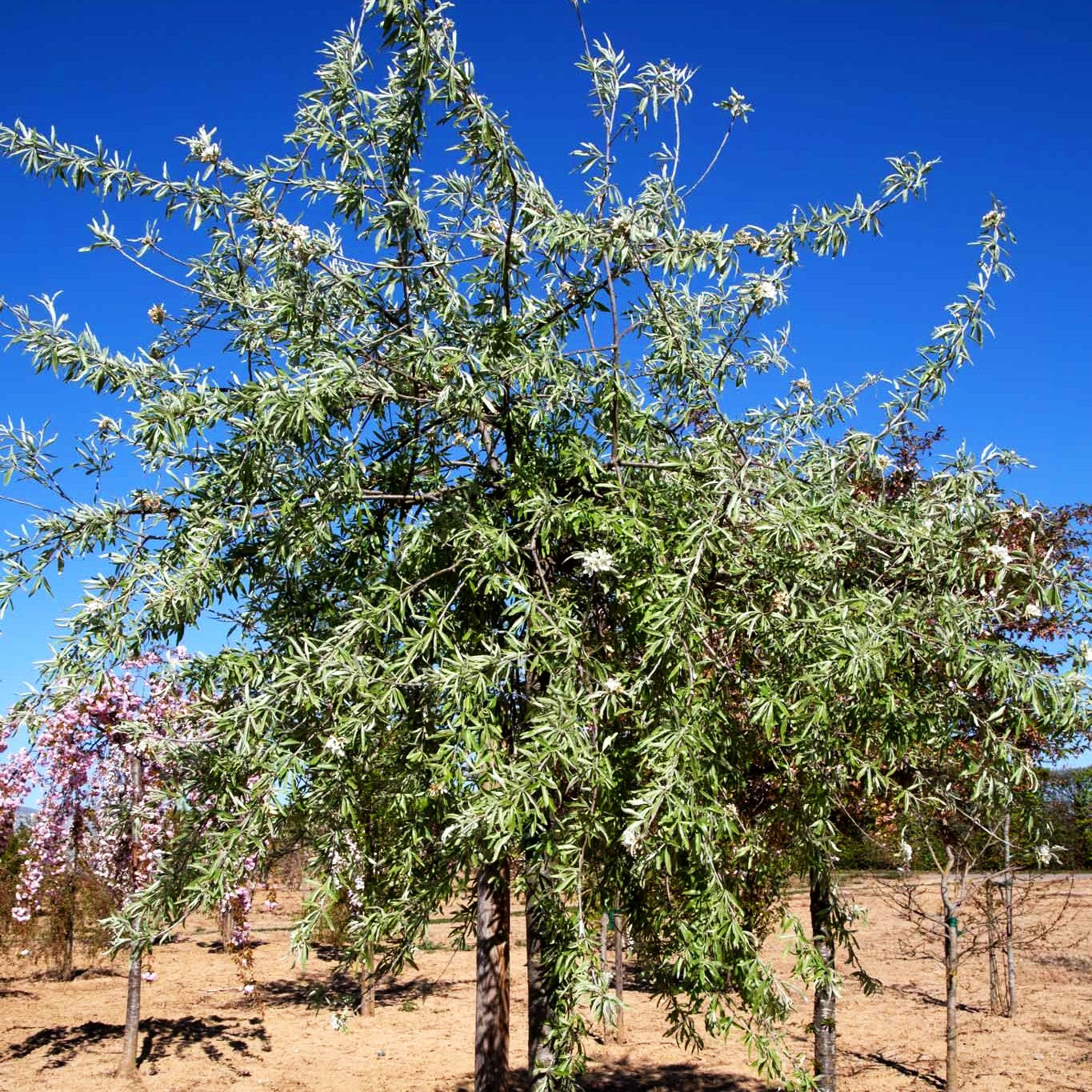 Hängende Weidenblatt-Birne 'Pendula' (Pyrus salicifolia)