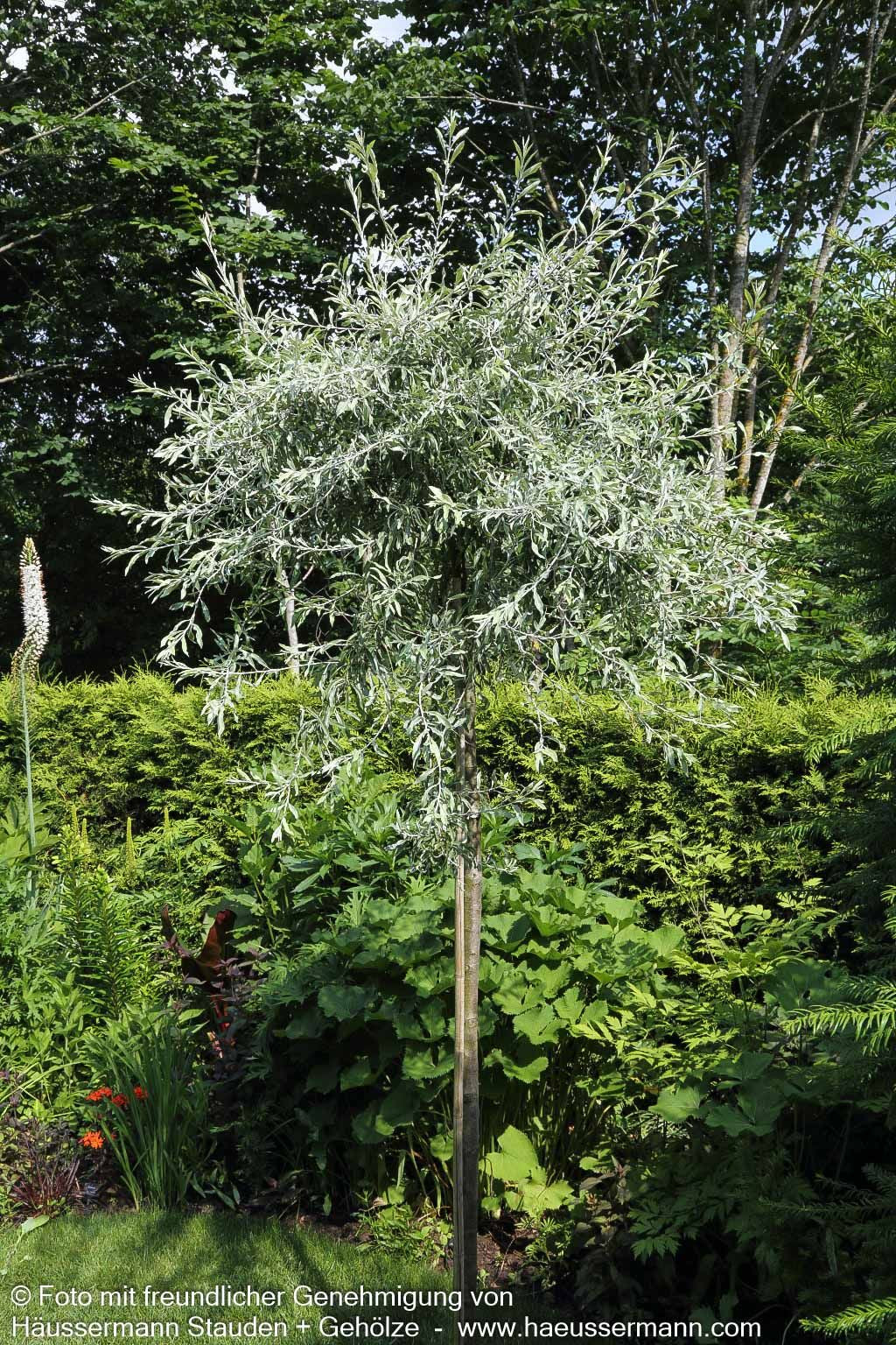 Hängende Weidenblatt-Birne 'Pendula' (Pyrus salicifolia)